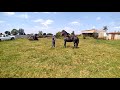 🚨🚨🚨🐎RAZA FRIESIAN IMPORTADO DE HOLANDA HIJO DE ALWIN 469 EDAD 2 AÑOS 5 MESES. 10/18/2020