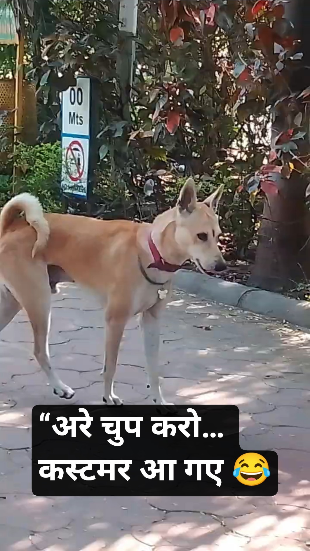 😁फनी वीडियो📽 - ShareChat