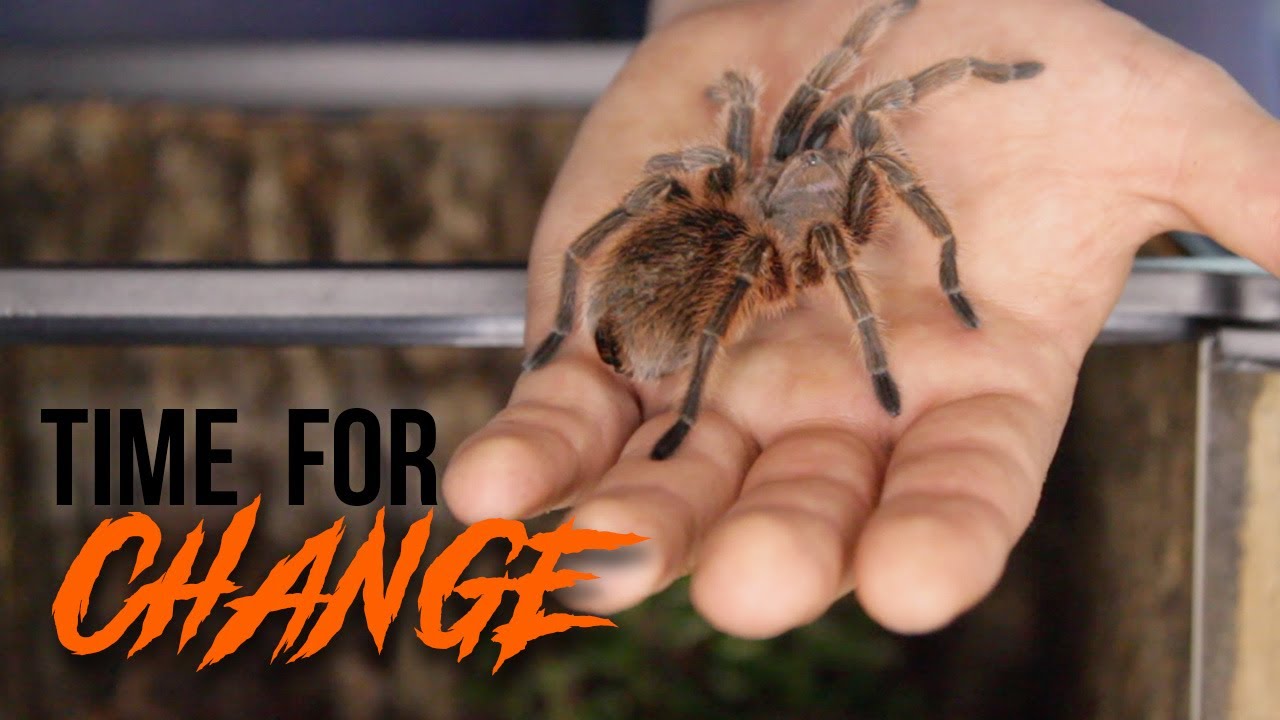 Chilean Rose Hair Tarantula Rehouse & New Setup