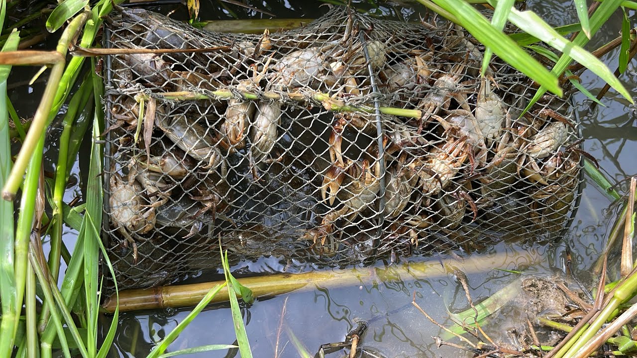 Bẫy cua đồng gần nhà không ngờ cua vẫn còn nhiều như vậy, cữ thứ 3 rồi #bẫycuađồng 