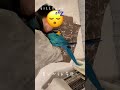 自分で布団をかけ直して寝るインコ #shorts #ルリコンゴウインコ #blueandgoldmacaw #macaw
