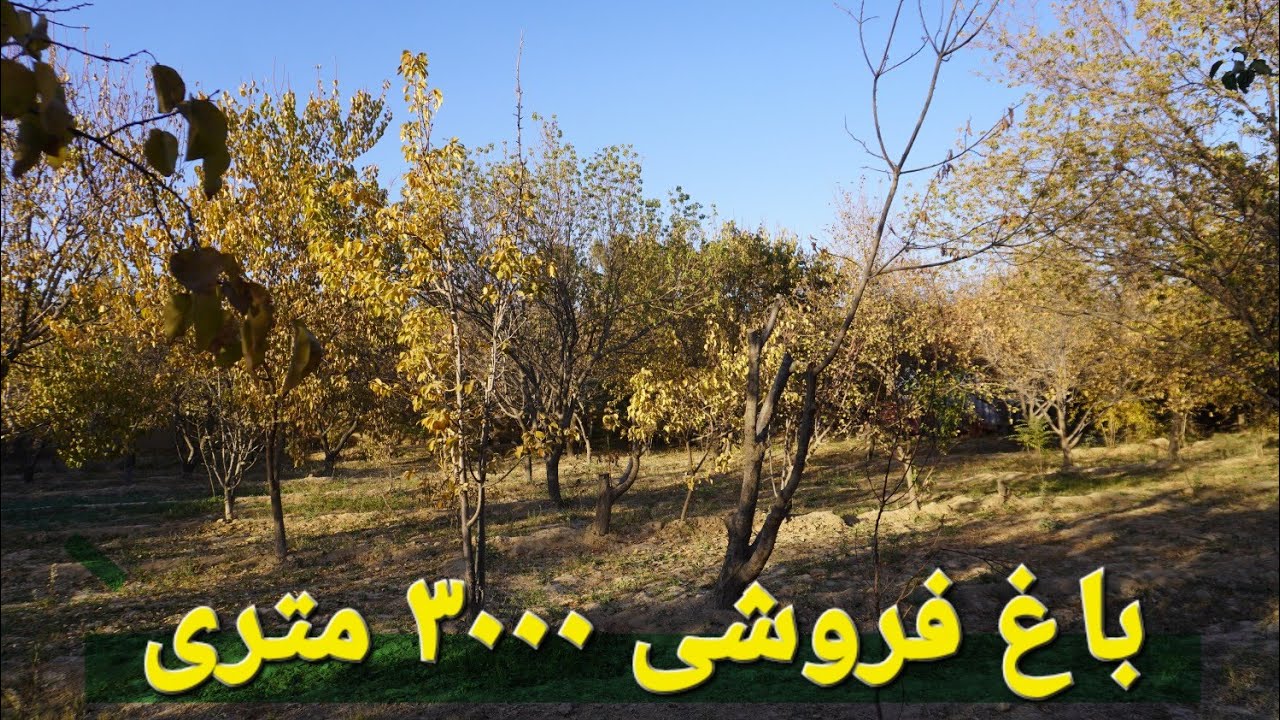 گزارش حیات الله ازبزرگترین باغ فروشی با میوه های متنوع چهار دیواری چاه مستقل قباله شرعی پاک مزارشریف