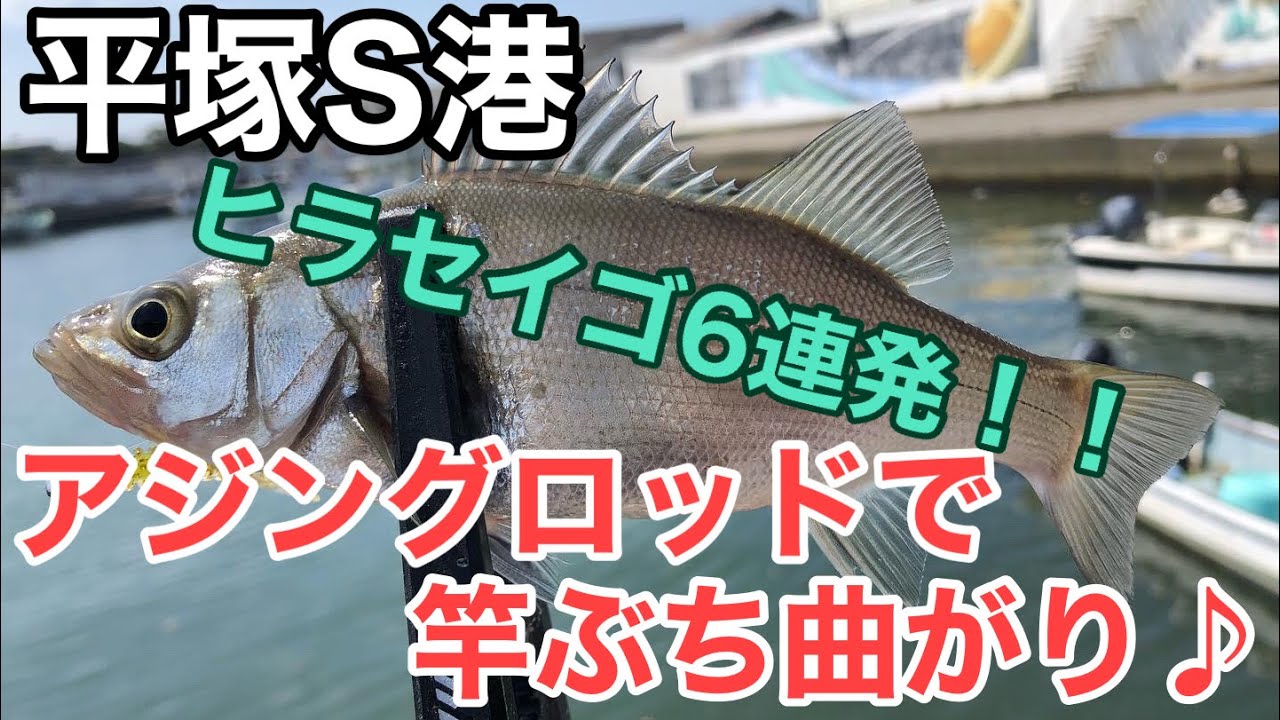 平塚S港　アジングロッドぶち打ち曲がり♪ヒラセイゴ６連発！！