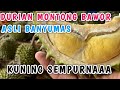 DURIAN ASLI BANYUMAS , PUSATNYA DURIAN BERKUALITAS #viral #durian #musangking #montong #banyumas