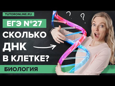 Сколько ДНК в клетке? Биология ЕГЭ № 27 | Биология | TutorOnline