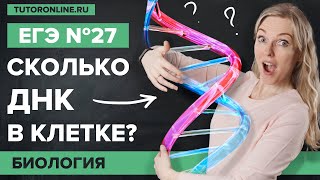 Сколько ДНК в клетке? Биология ЕГЭ № 27 | Биология | TutorOnline