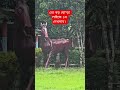 এত বড় ঘো*ড়া লাইফে ১ম দেখলাম। #shorts #funnyvideo #foryou #funny #youtubeshorts