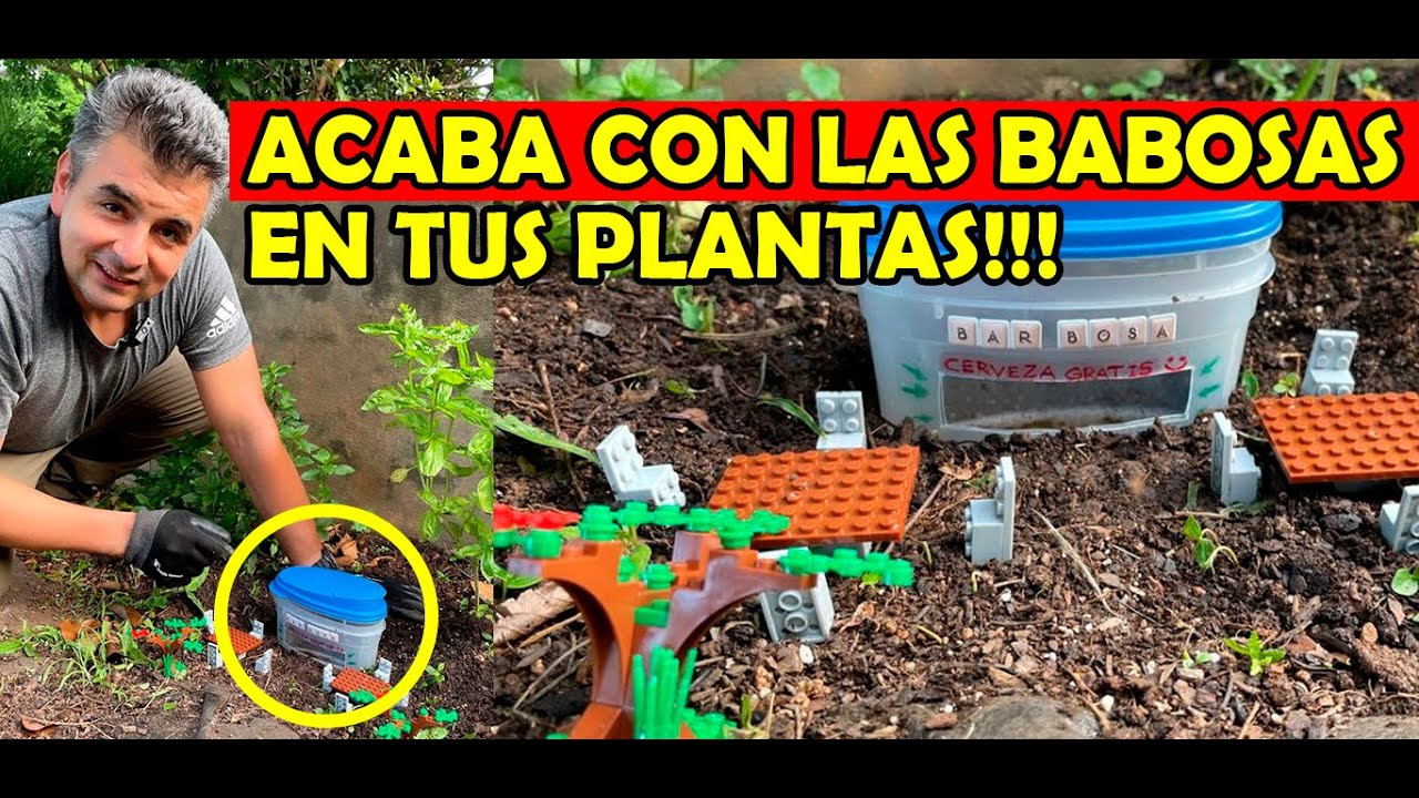 CÓMO ELIMINAR LAS BABOSAS de las plantas !!!🐌🍺 YouTube