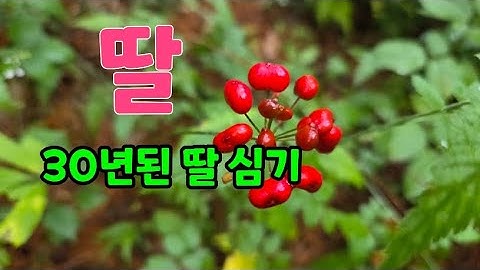 30년된 딸 심어 100넌동안 키우기