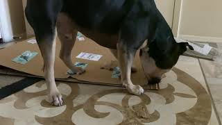 Arlo trying to open a box
Our dog trying to open an Amazon box. Arlo trying to open a box