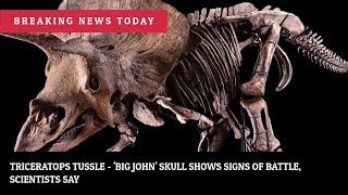 Triceratops Tussle - Big John Skull Shows Signs Of Battle Scientists Say News 