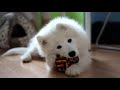 Sasha ~ 3 months old  [Samoyed puppy]