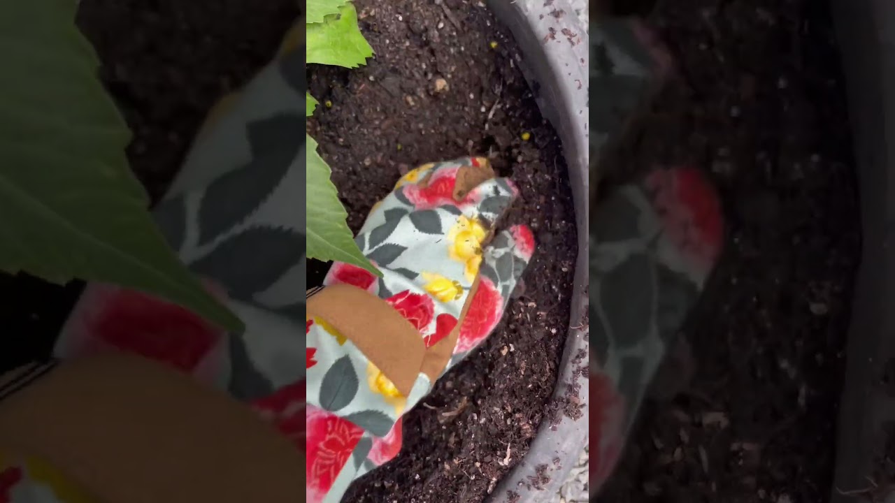 Time to plant some flowers! 