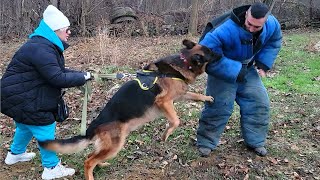 SUPER DOGS BODYGUARDS! German Shepherd attack and pit bull attack. Dog training GUARD Odessa Ukraine by МИЛЫЕ ПИТОМЦЫ CUTE PETS 1,776 views 4 months ago 1 minute, 4 seconds