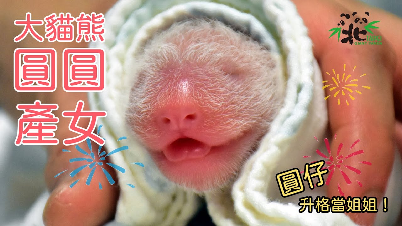 「圓圓」產下一仔-「圓仔」升格當姐姐！