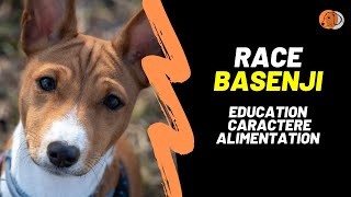 Race de chien Basenji : Caractéristiques, Éducation, Alimentation et Histoire