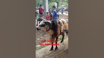 Jantan Jumbo #shortvideo #viral #trending #viralvideo #shorts #short #shortsfeed #fyp #pov