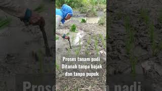 Cara Tanam Padi Tanpa Mesintanpa Bajak Dan Pupuksemoga Hasil Berlimpah Lagi