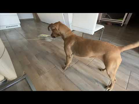 Videó: Kutya által Tesztelt, Kiképző által Jóváhagyott Kutyajátékok