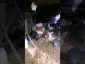Содержание кроликов в вольере Rabbits кролиководство кролики 
