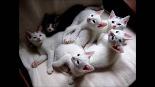 Cat families 2 / No Copyright Music / TOP Download Wallpaper / Cute Cat Wallpaper HD screenshot 2