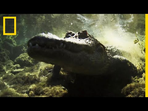 Vidéo: Comment Les Crocodiles Se Reproduisent