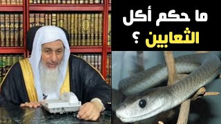 حكم أكل الثعابين | الشيخ مصطفى العدوي