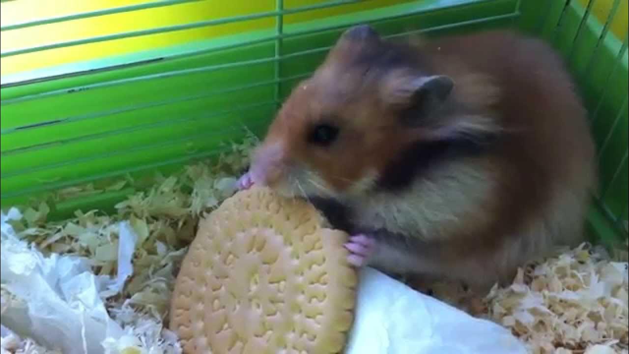 Хомяки можно хлеб давать