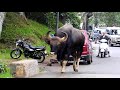 BISON STREET WALK   KODAIKANAL கொடைக்கானலில் காட்டெருமை உலா