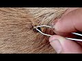 OMG! Big fat ticks hide in poor dog fur, the way use tweezers  to remove ticks from poor dog