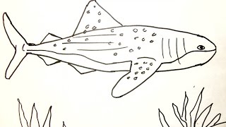 shark drawing whale draw drawings paintingvalley