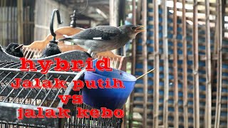 Download Lagu CEK HARGA ANAKAN JALAK HYBRID JALAK PUTIH VS JALAK KEBOPASAR AYAM / BURUNG PLERED CIREBON MP3