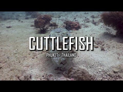 Mesmerizing Cuttlefish Underwater Dance | Exploring the Magic of Marine Life