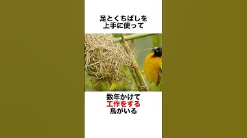 工作が上手な鳥さん🔨