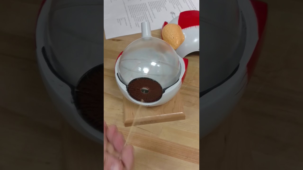 video editing software free Human Eye Anatomy