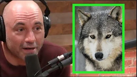 Joe Rogan - Wolves Don't Mess Around!