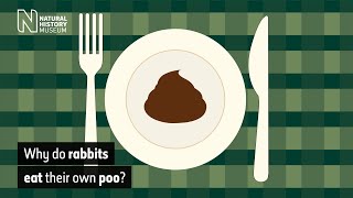 Why do rabbits eat their own poo? | Natural History Museum