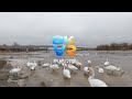 8K VR180 Winter Swans on Frozen River | Immersive Poland Nature