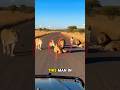 Prank with Lion 🦁#prank #lion #funny #shorts
