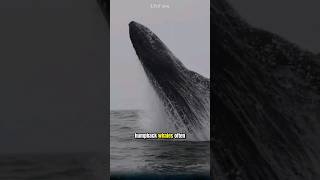 Why Do Humpback Whales Often Breach? An Interesting Fact You May Not Know. #humpbackwhale #animals