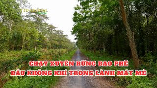 Khung Cảnh Đi Ngang Qua Ngang Lại Khu Rừng Nguyên Sinh Lê Mình Xuân