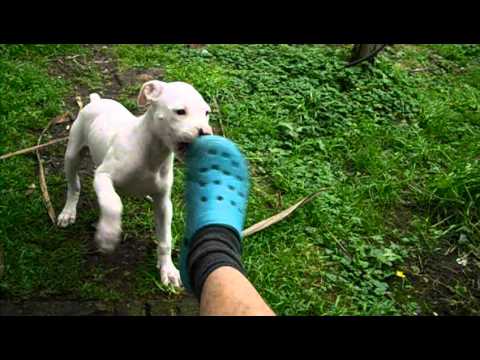 Thor Boxer Blanco 2 Meses Youtube Thor Boxer Blanco 2 Meses Youtube