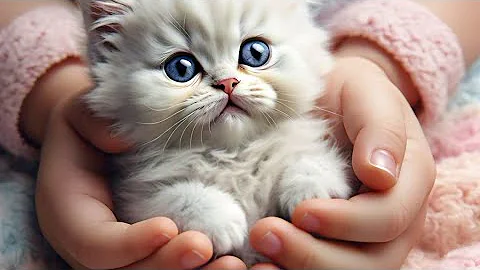 Watch the video about . "A tiny white Persian kitten being cradled in a baby’s hands, surrounded by soft pastel colors."