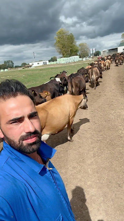 My daily routine as Newzealand dairy farmer #farming #dairyfarm #dairyfarmingindia #nzdairyfarming