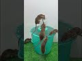 家庭で最高のネズミ捕りのアイデア