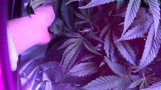 Sour\Bomb Veg Update #5