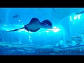 🐋ОКЕАНАРИУМ в Йосу, Южная Корея. 여수 아쿠아플라넷. Yeosu Aqua planet