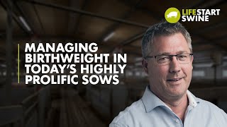 Managing birthweight in highly prolific sows | Lifestart Swine