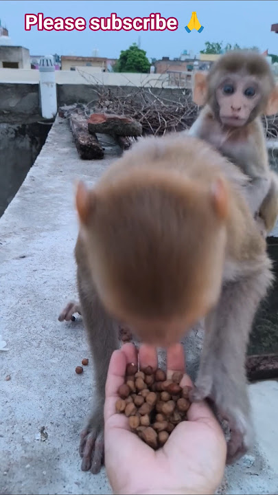 #funny monkey #comedy #cat #cute #monkey #realfools pap re 😭 🤣🤪👍💐👌🐒