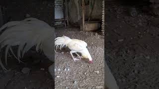 Ayam bangkok putih tembus jumbo blengah-blengah. Lokasi Lamongan Jawa Timur Indonesia 081232448391